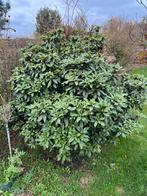 Planten en struiken, Ophalen, Rhododendron