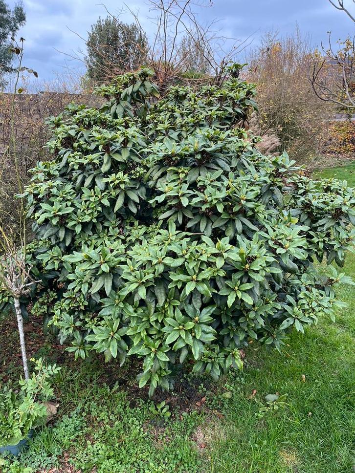 Planten en struiken, Tuin en Terras, Planten | Struiken en Hagen, Rhododendron, Ophalen