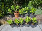 Crassula (jade) plantjes (ook leuk als geschenkje), Maison & Meubles, Plantes d'intérieur, Enlèvement ou Envoi