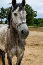 6 jarige ruin te koop, Dieren en Toebehoren, Ruin, Zadelmak