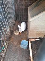 2 reuze konijnen, Mâle, Grand, 0 à 2 ans