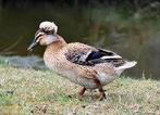 hollandse kuifeenden hennen, Dieren en Toebehoren, Pluimvee