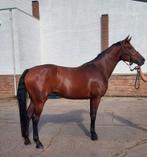 4 jarige Franziskus merrie, Dieren en Toebehoren, Paarden, Merrie, Gechipt, Dressuurpaard, Zadelmak