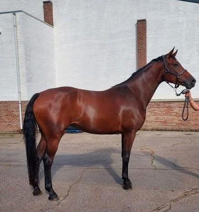4 jarige Franziskus merrie, Dieren en Toebehoren, Paarden, Merrie, Zadelmak, 165 tot 170 cm, 3 tot 6 jaar, Dressuurpaard, Met stamboom