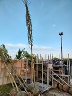 Gleditsia - valse christusdoorn 12/14 kluit. 120 euro/stuk., Tuin en Terras, Planten | Bomen, Ophalen of Verzenden, Bolboom, 400 cm of meer