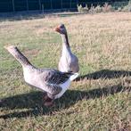Mannelijke toulouse ganzen, Dieren en Toebehoren, Mannelijk, Gans of Zwaan