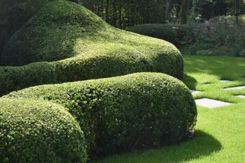 TUINPLANTEN VOOR GROENMASSIEVEN beschikbaar voor biedingen