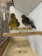 FIFE FANCY POPJES 2024, Dieren en Toebehoren, Vogels | Kanaries