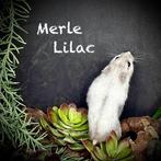 Prachtige allerschattigste troetelhamstertjes (4-8 weken), Animaux & Accessoires, Rongeurs, Hamster, Décembre, Domestique, Plusieurs animaux