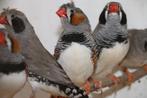 andere vogels, Dieren en Toebehoren, Meerdere dieren, Tropenvogel