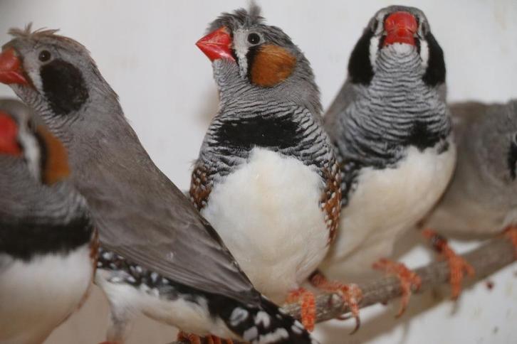 andere vogels, Dieren en Toebehoren, Vogels | Overige Vogels, Tropenvogel, Meerdere dieren