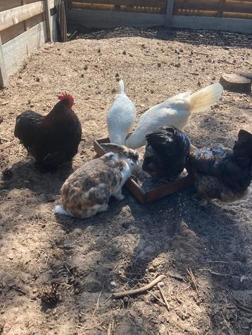 Groep kippen met haan & konijn beschikbaar voor biedingen