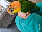 Exceptionnel Caique 2 ensembles, Dieren en Toebehoren