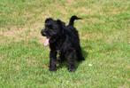 Dwergschnauzer pups te koop - zwart, Dieren en Toebehoren, 15 weken tot 1 jaar, Overige rassen, Buitenland, CDV (hondenziekte)