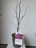 Acer Palmatum Bloodgood, Tuin en Terras, Ophalen, Halfschaduw