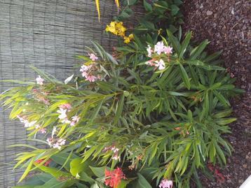 Oleander 1,60m hoog beschikbaar voor biedingen