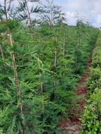 Cupressocyparis 'Leylandii', Tuin en Terras, Ophalen