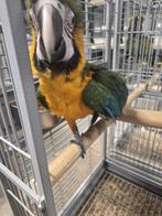 Apprivoisez le bébé Harligold Ara avec de l'ADN et testé pou, Perroquet, Domestique