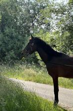 2,5 jaar D pony, Dieren en Toebehoren, Paarden, Ruin, Minder dan 160 cm, 3 tot 6 jaar