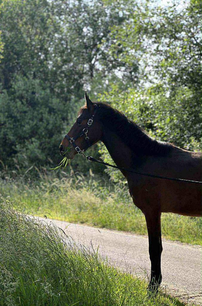 2,5 jaar D pony, Animaux & Accessoires, Chevaux, Hongre, Moins de 160 cm, 3 à 6 ans