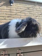 Lief klein minilop konijntje, Mannelijk, Klein, 0 tot 2 jaar