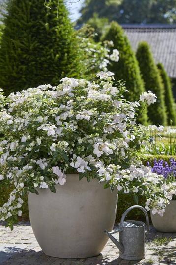 Hydrangea ‘Runaway Bride’ - Hortensia