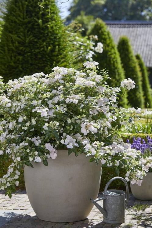 Hydrangea ‘Runaway Bride’ - Hortensia, Tuin en Terras, Planten | Tuinplanten, Zomer, Ophalen