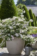 Hydrangea ‘Runaway Bride’ - Hortensia, Tuin en Terras, Planten | Tuinplanten, Zomer, Ophalen