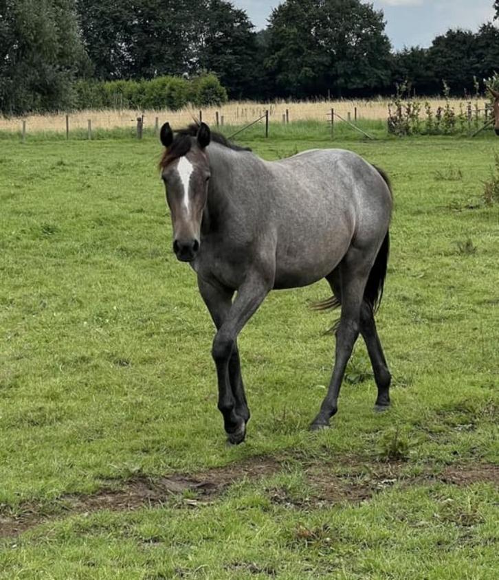 Onbeleerde springmerrie, waardevol voor sport & fokkerij, Dieren en Toebehoren, Paarden, Merrie, Onbeleerd, 160 tot 165 cm, 0 tot 2 jaar