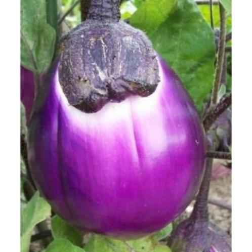 Aubergineplanten 5 soorten Aubergines, Tuin en Terras, Planten | Tuinplanten, Eenjarig, Groenteplanten, Halfschaduw, Zomer, Ophalen