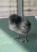 Legkip kuikens 01/03, Dieren en Toebehoren, Pluimvee, Geslacht onbekend, Kip