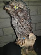 australische nachtzwaluw, Ophalen of Verzenden, Zo goed als nieuw, Vogel, Opgezet dier