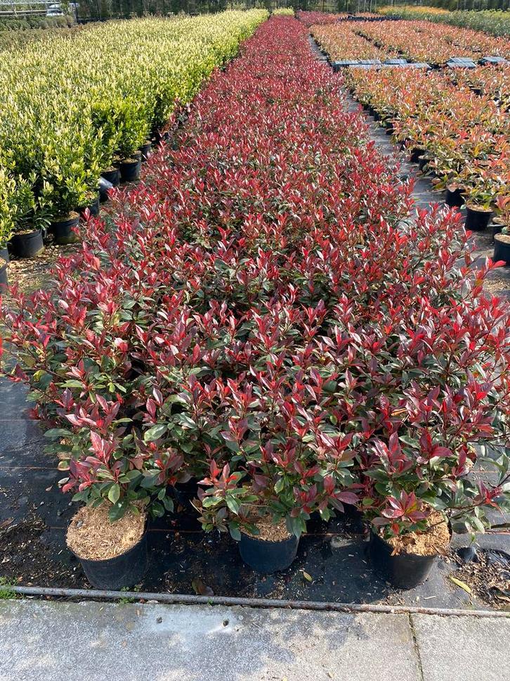 Photinia fraseri 'Carre Rouge', Hagen en sierheesters., Tuin en Terras, Planten | Struiken en Hagen, Haag, Minder dan 100 cm, Ophalen