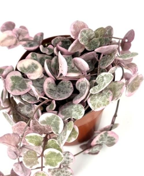 Chinees lantaarnplantje:gewoon roze of orange river te koop, Huis en Inrichting, Kamerplanten, Ophalen