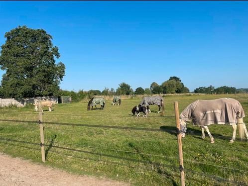 Woning met weide, stallen en buitenpiste, Immo, Huizen en Appartementen te koop, Provincie Vlaams-Brabant, 1500 m² of meer, Woning met bedrijfsruimte