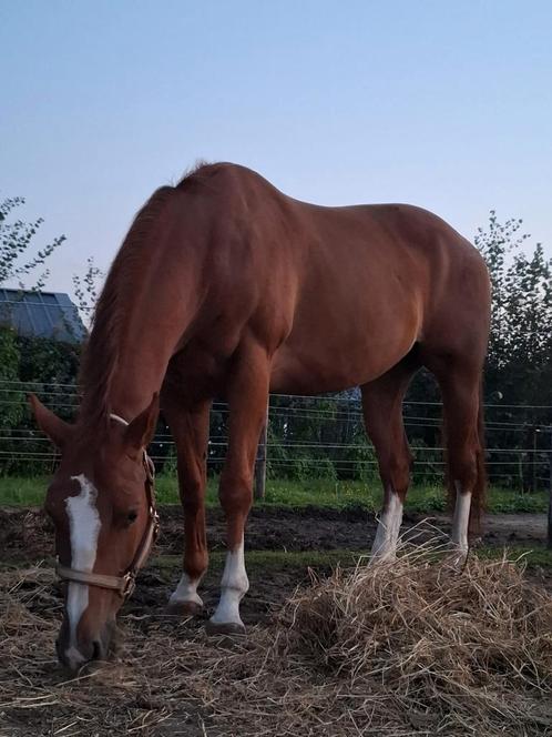 7 Jarige Quarter, Dieren en Toebehoren, Paarden, Ruin