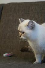 British Shorthair Blue Point, gueule de bois, Chat, Vermifugé, 0 à 2 ans