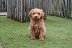 Prachtige abrikoze Mini/Medium Labradoodle pups met stamboom, Dieren en Toebehoren, Parvo, België, Overige rassen, 8 tot 15 weken