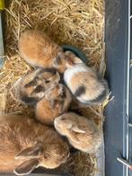Dwergkonijn Nest (5 konijntjes) 1 maand oud / geen hangoor, Hangoor