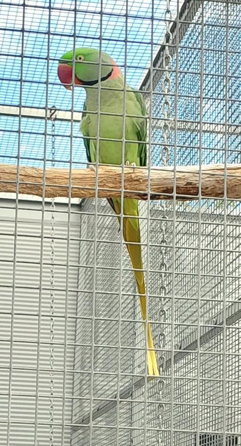 Alexanderparkiet, Dieren en Toebehoren, Vogels | Parkieten en Papegaaien