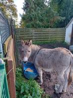 ezel, Dieren en Toebehoren, Hengst, Niet van toepassing, Minder dan 160 cm, 11 jaar of ouder