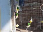 Zoek gratis jonge kanaries, Dieren en Toebehoren, Vogels | Kanaries, Meerdere dieren, Zangkanarie