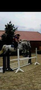 Sport and broodmare, Dieren en Toebehoren, Paarden, Merrie, Springpaard, Gechipt, M