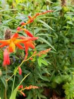 2 grote potten oranje crocosmia en zonnekroon, Volle zon, Vaste plant, Zomer, Ophalen