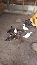 Hollandse kwakers, Dieren en Toebehoren, Mannelijk, Eend