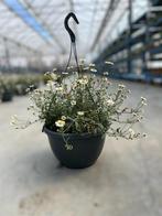 Hangpot Erigeron, Ophalen