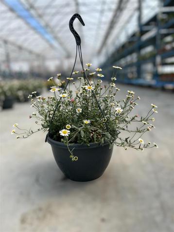 Hangpot Erigeron beschikbaar voor biedingen