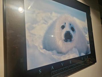 Save Us , Harp Seals , photography by Bob Talbot , You can H