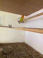 vogels, Dieren en Toebehoren, Meerdere dieren, Dwergpapegaai of Agapornis, Geringd