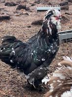 Zijdehoen mottled haan, Dieren en Toebehoren, Pluimvee, Mannelijk, Kip